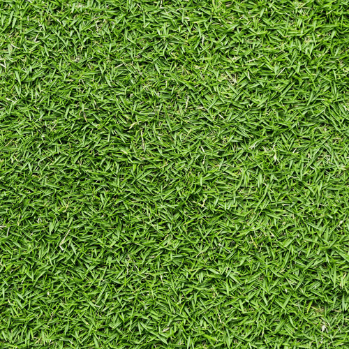 Celebration Bermuda Grass Pallet 400sqft (10 wooden pallet) Alfa Sod