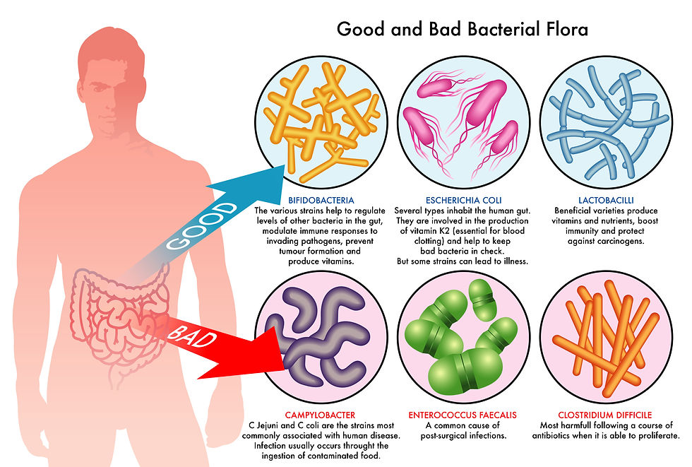 Infographic showing good and bad bacterial gut flora