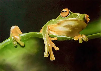 Airbrush malovaný obraz žabáka sedícího na listu. Propracované detaily struktury kůže.