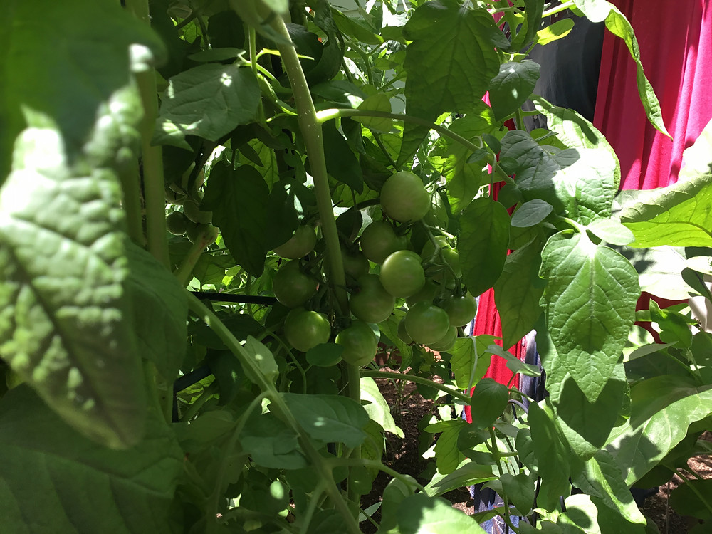 These tomatoes were planted in our garden in late April