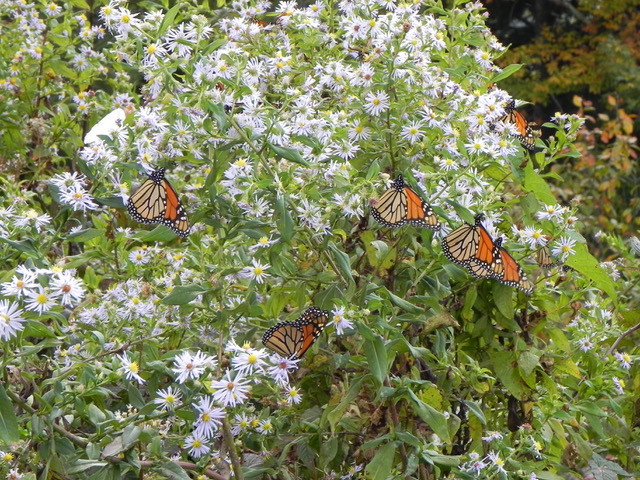 The Many Benefits of Using Native Plants in Your Garden