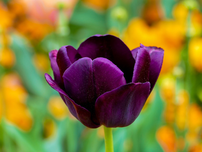 It’s Not Too Late to Plant Bulbs!