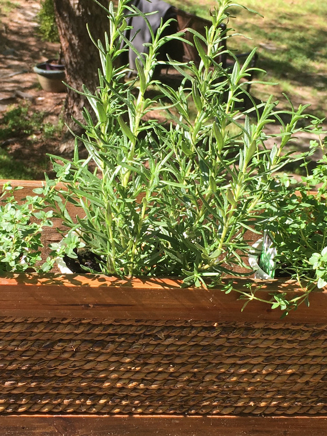 Herbs and Aromatherapy