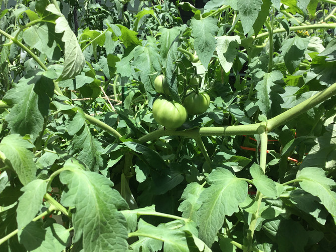 The Tomato Whisperer