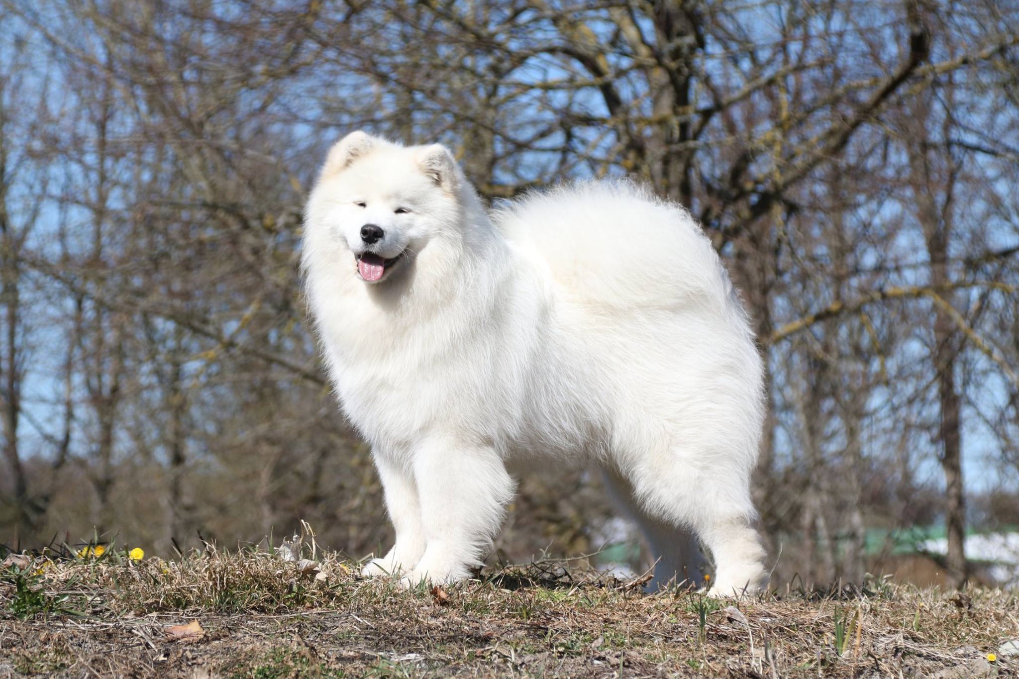 luminous samoyeds