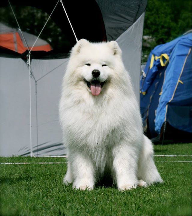 luminous samoyeds