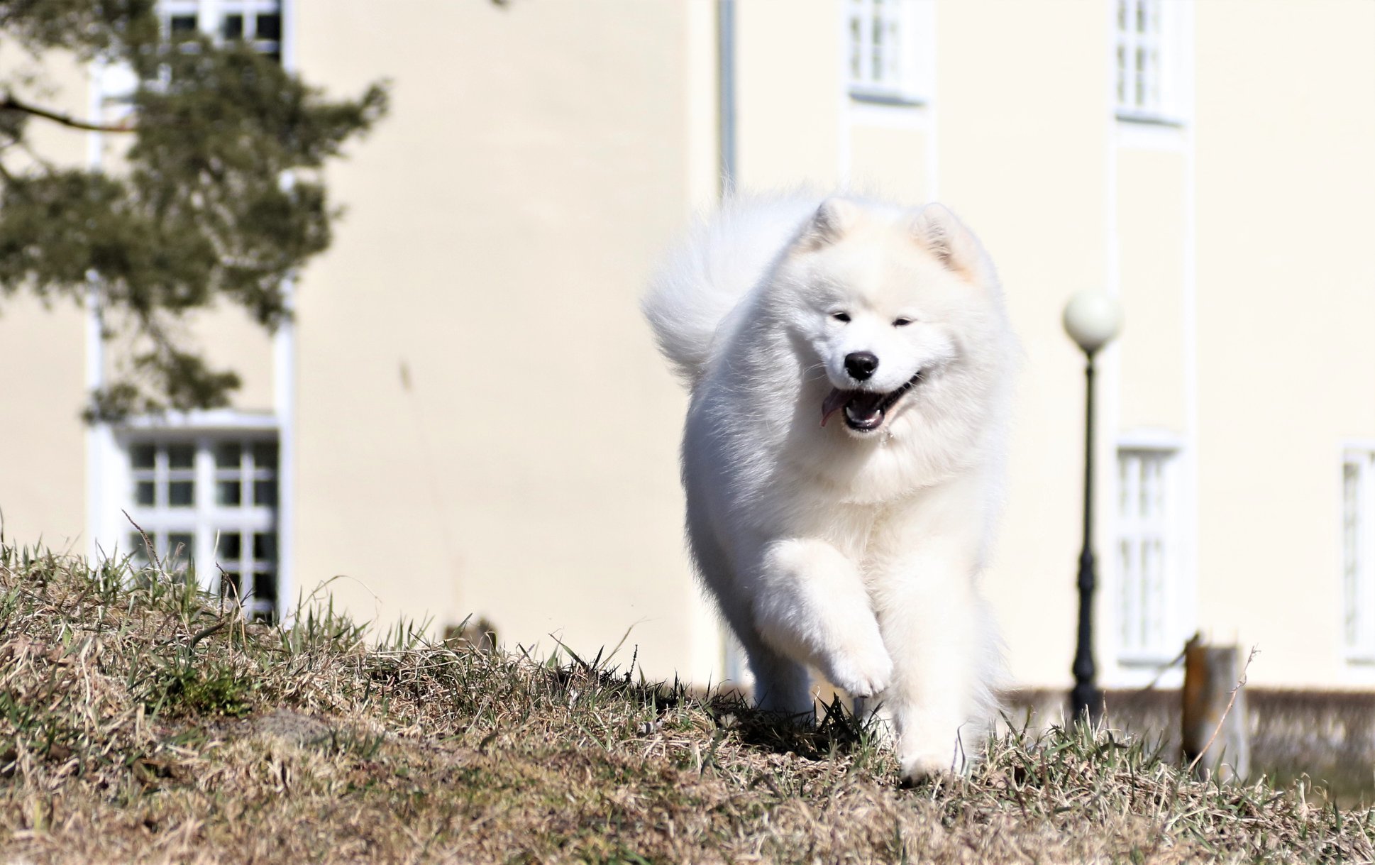 luminous samoyeds