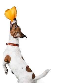 Untitled design (5).png