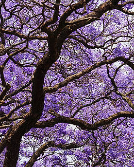 Jacarandas_edited.jpg