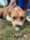 Harper