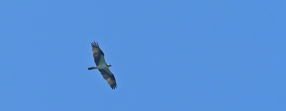 Osprey