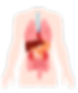 human internal organs