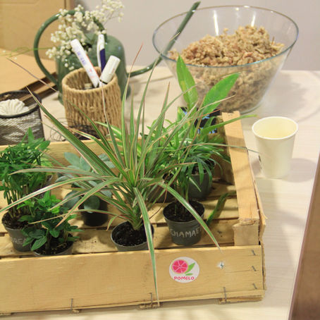 Retour sur notre atelier Kokedama au Zoo de Mulhouse