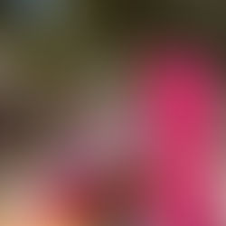 Atelier bouturage de Pomelo place de la réunion