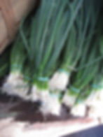 tender early scallions