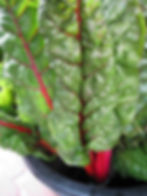 swiss chard