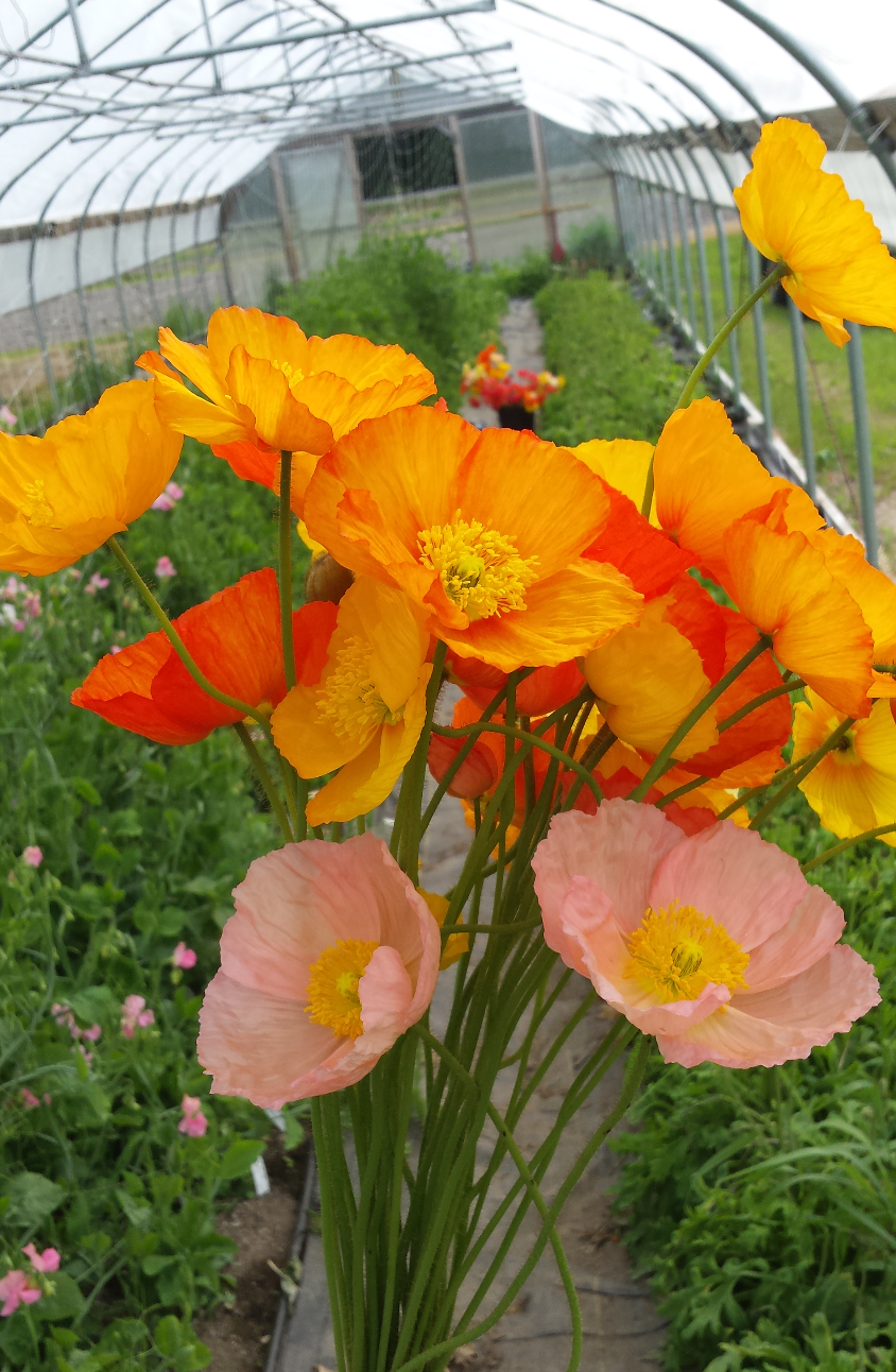 orange and yellow poppies