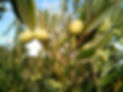 olive-trees-1126320.jpg