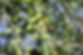 olives-886881.jpg