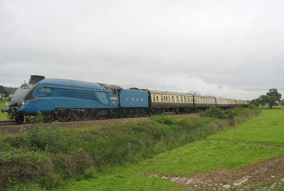 Bittern. 02.09.2012
