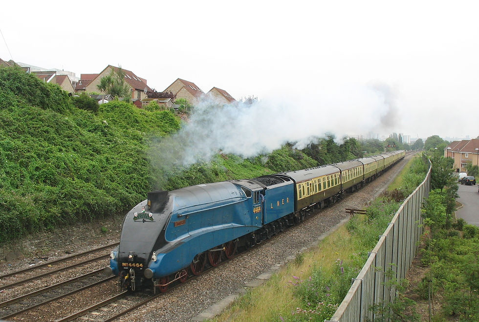Bittern. 19.08.2012