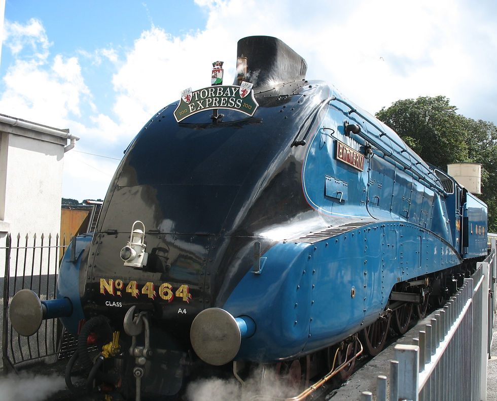 Bittern. 19.08.2012
