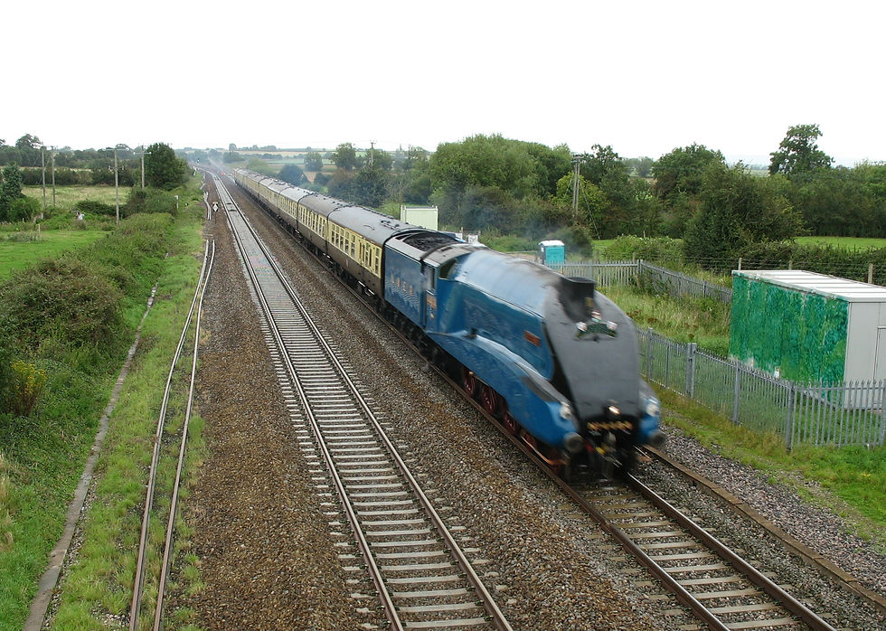 Bittern. 02.09.2012
