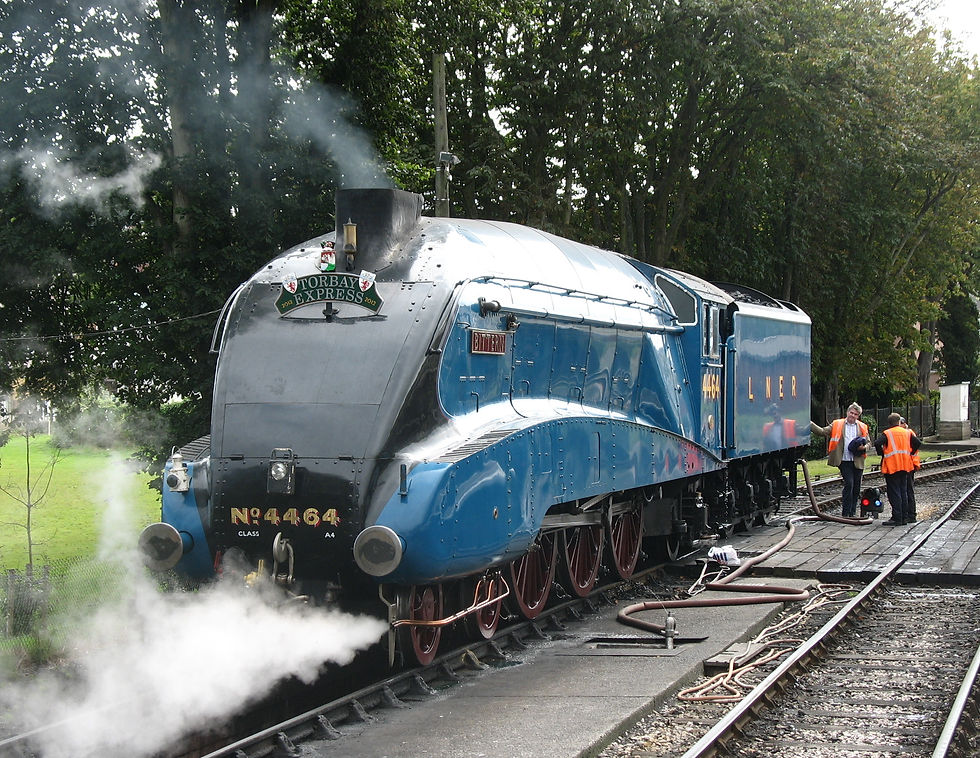 Bittern. 02.09.2012