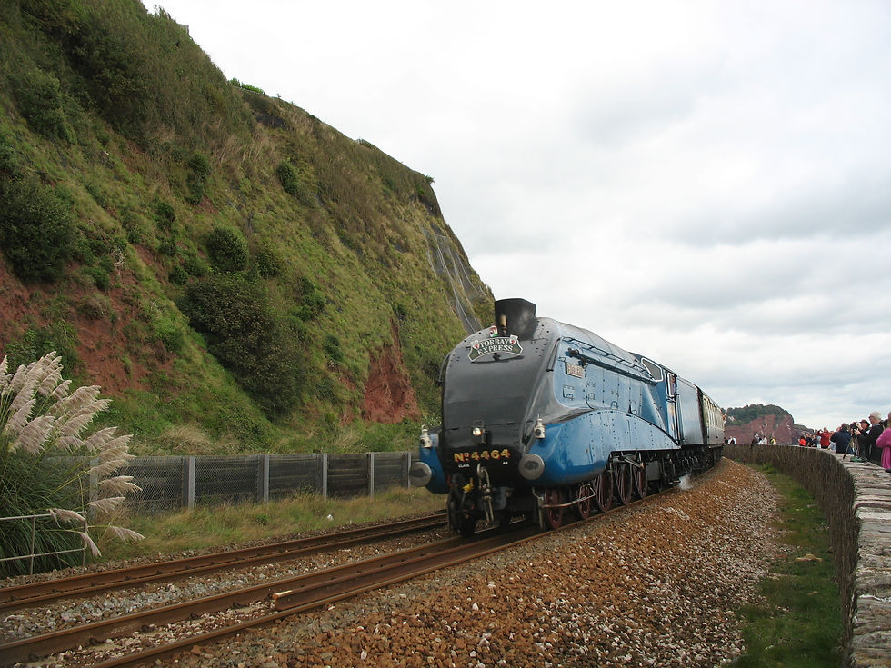 Bittern.16.09.2012