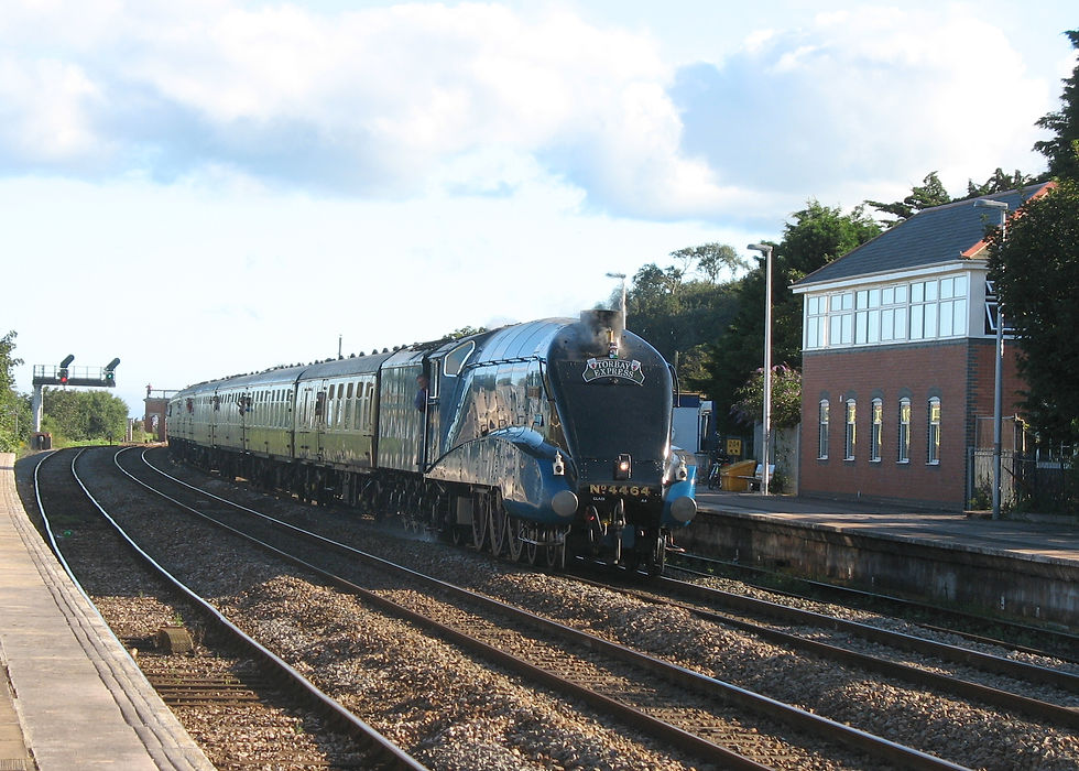 Bittern. 19.08.2012