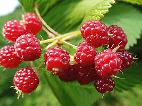 wild raspberry picking.jpg