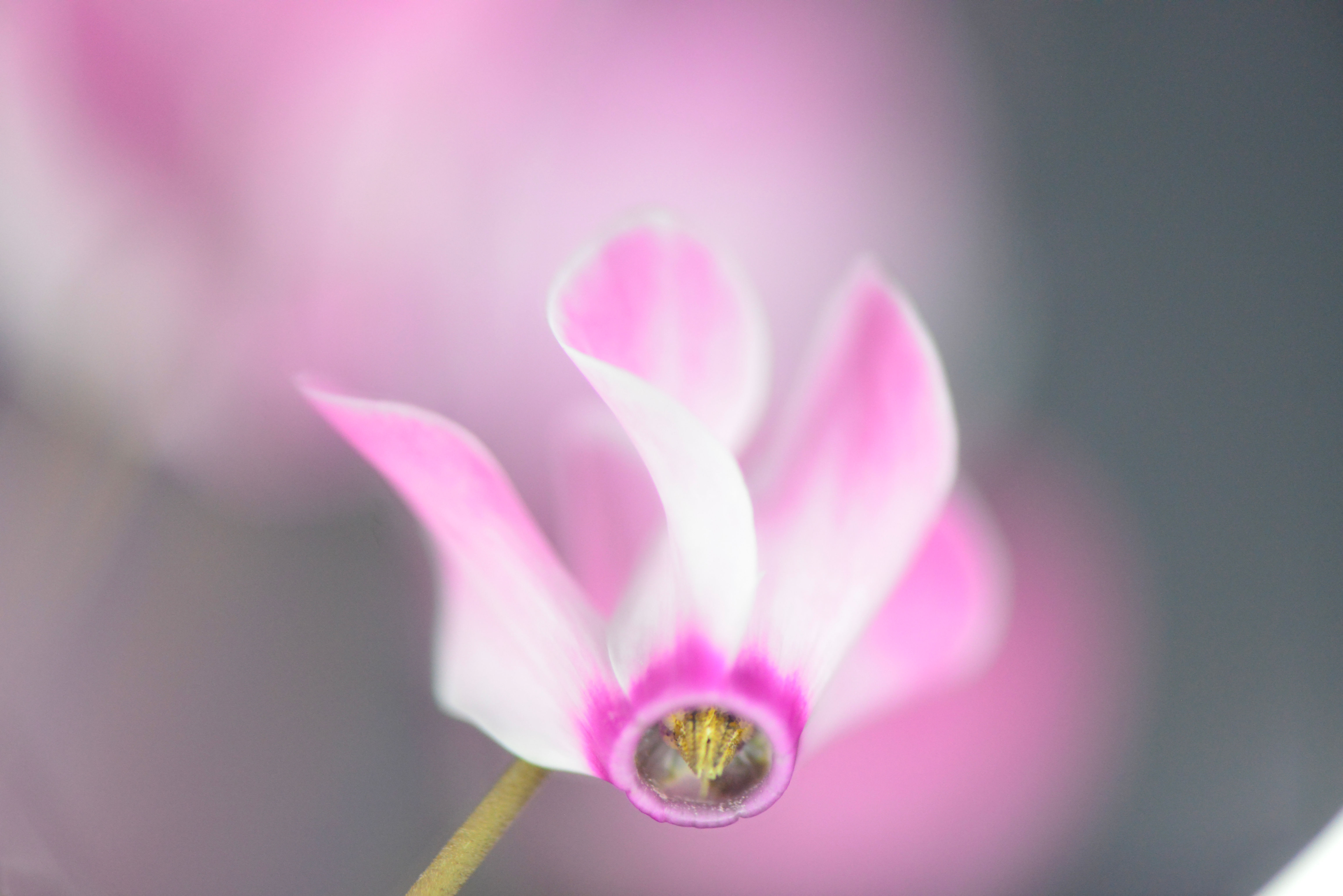 Cyclamen in soft focus