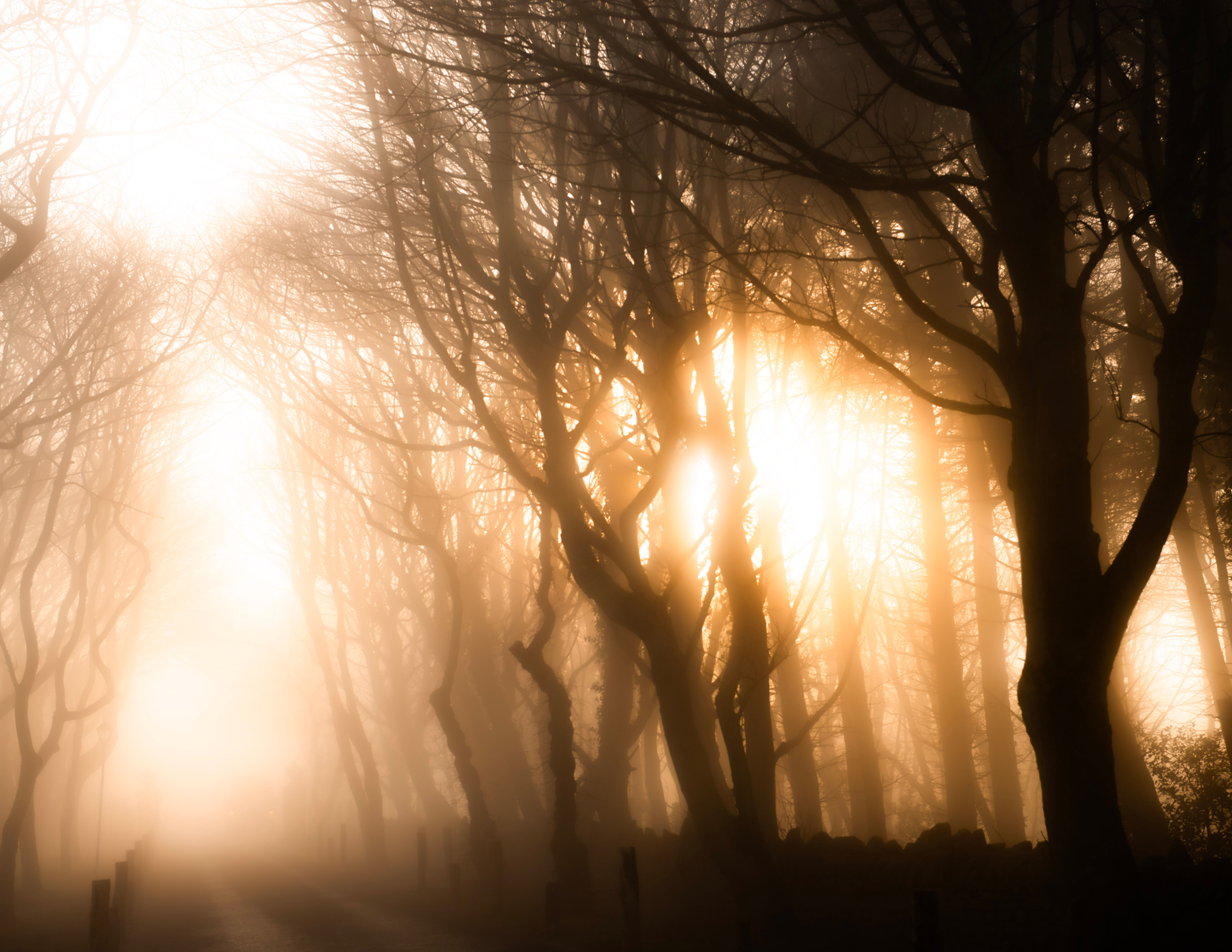 Sun and mist through the trees