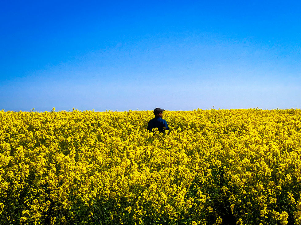 a man stands in a field of yellow flowers