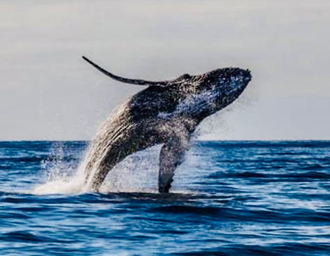 Luana-Moana-Whale-Watching from Lanai.jpg