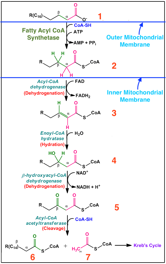 Beta-oxidation-of-no substrate copy 2.gi