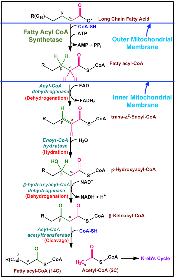 Beta-oxidation-of-fats_1.gif