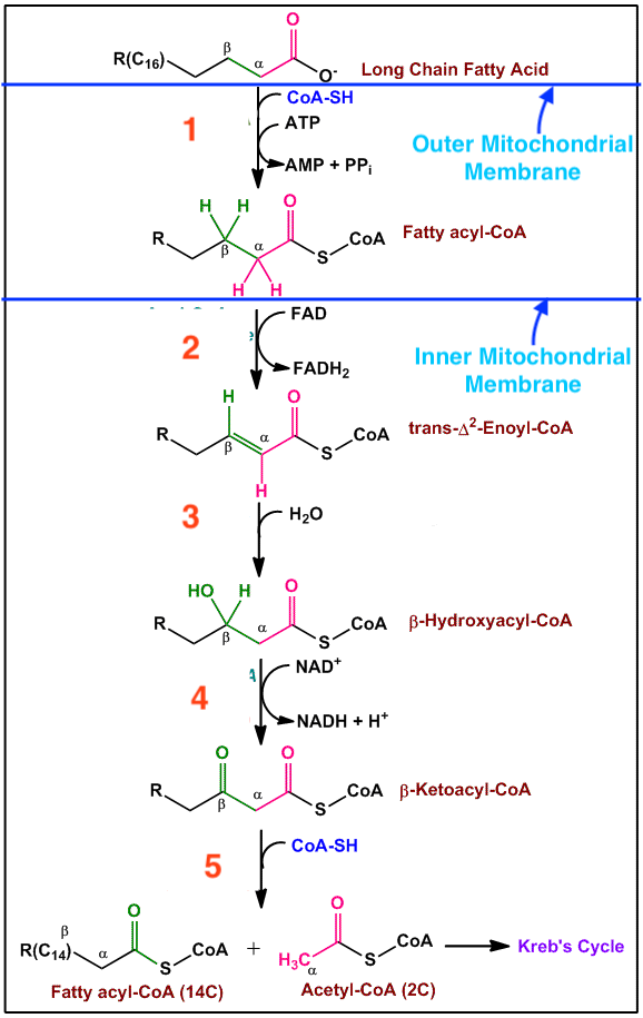 Beta-oxidation-of-noenzymes copy.gif