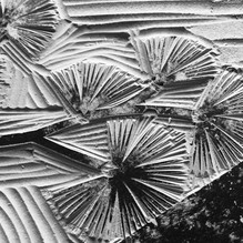 detail of crows lino
