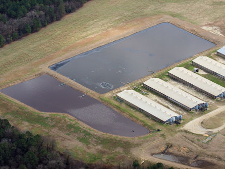 Nuisance Cases Put Huge Pork Farms on Trial
