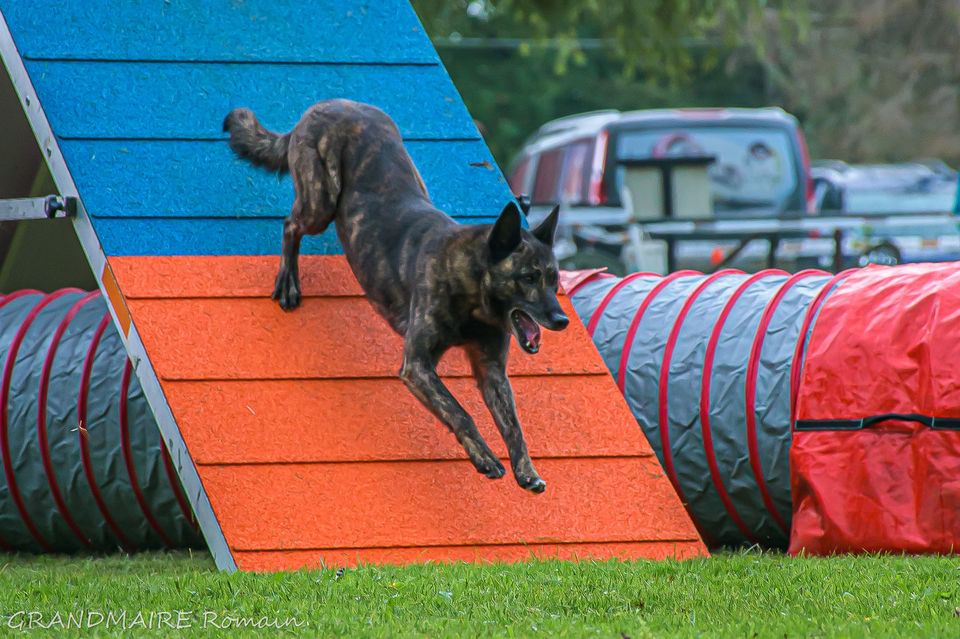 Concours canin Solgne