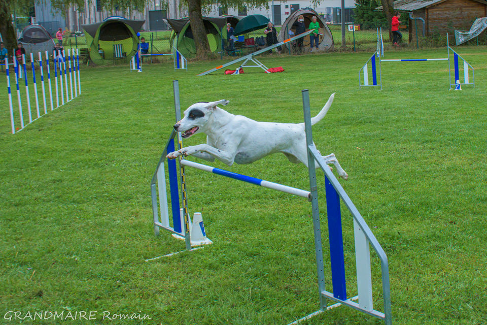 Concours canin Solgne