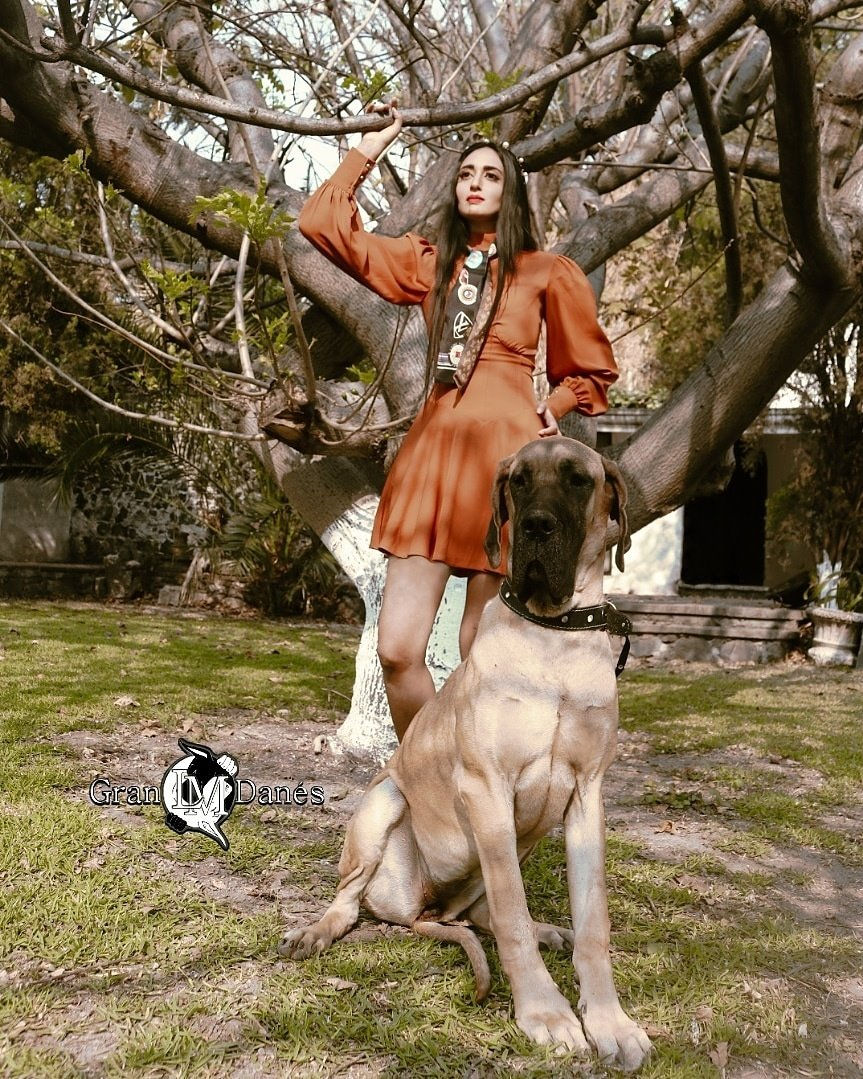 Foto fashion de perro Gran Danes Leonado con Liz Macias, foto para Gran Danes LM arbol hojas secas