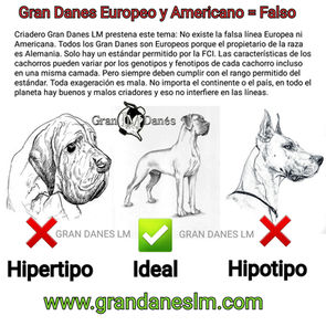 Gran Danés Europeo y Gran Danés Americano