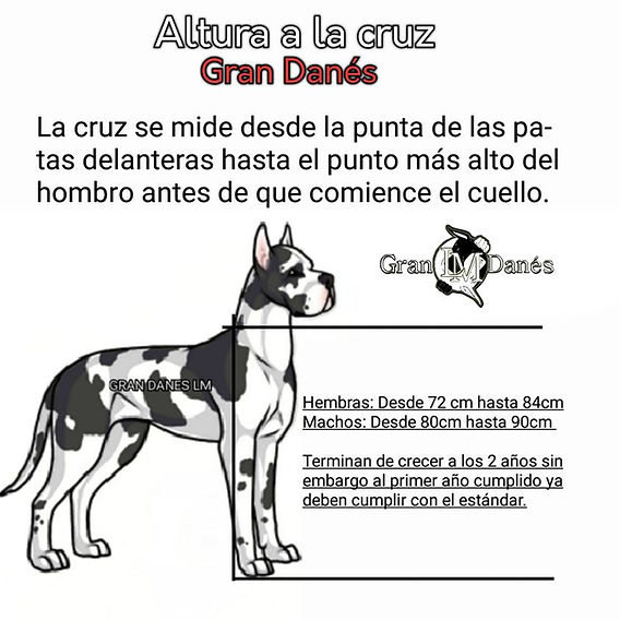 cuanto debe pesar un gran danes a las 8 semanas