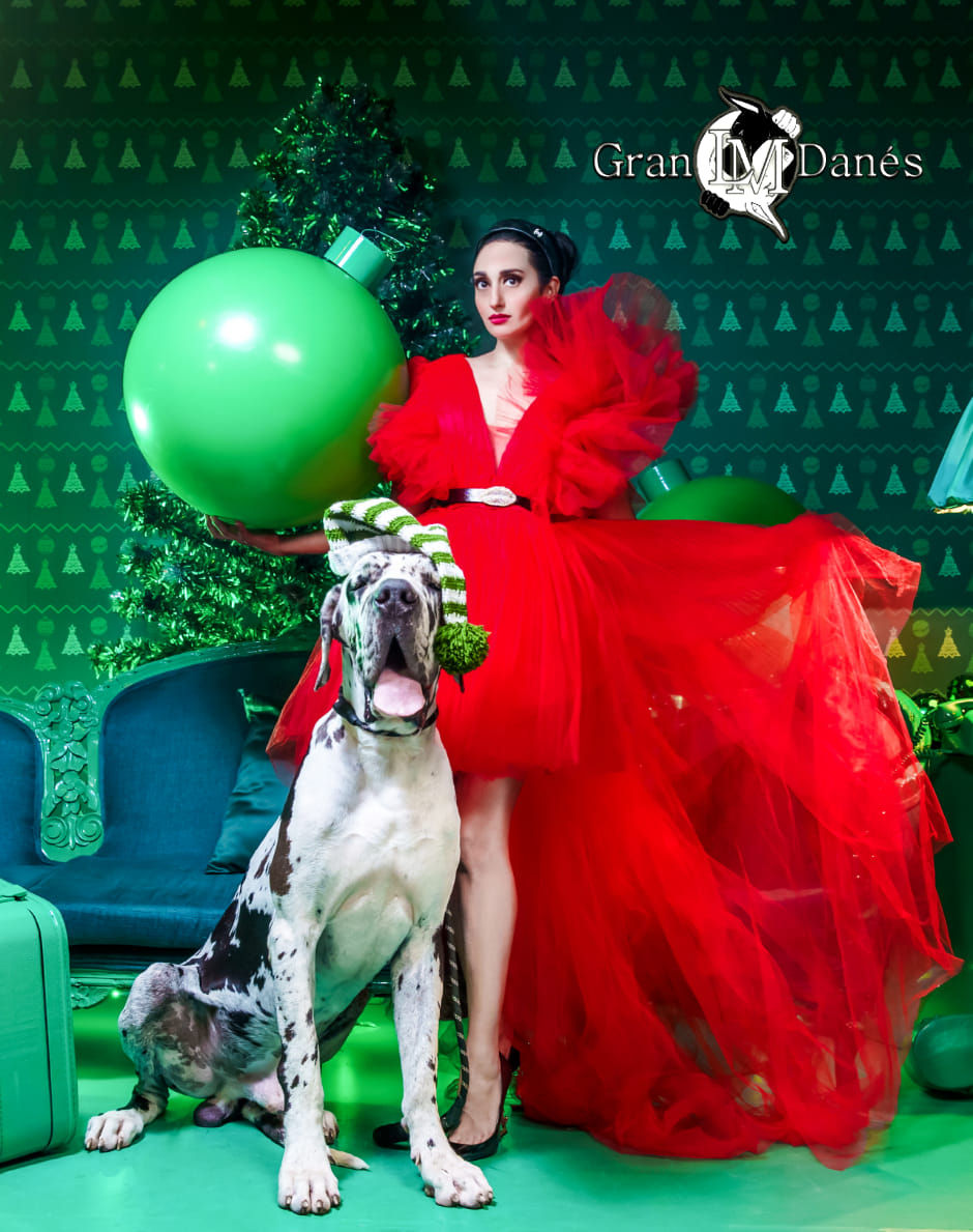 Liz Macias con Gran Danes arlequin navidad