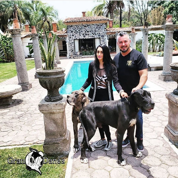 Chef toño mendez gran danes lm liz macias criadero cachorros perros