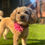 Thumbnail: Tunie Flower for Collar