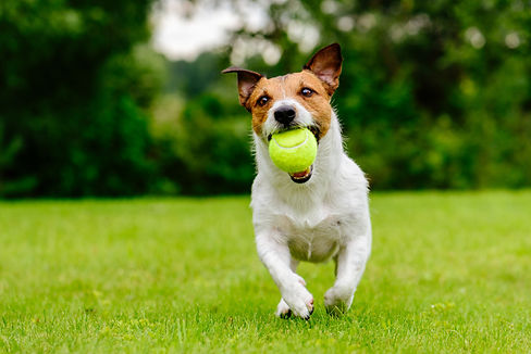 Happy pet dog playing with ball on green grass lawn.jpg