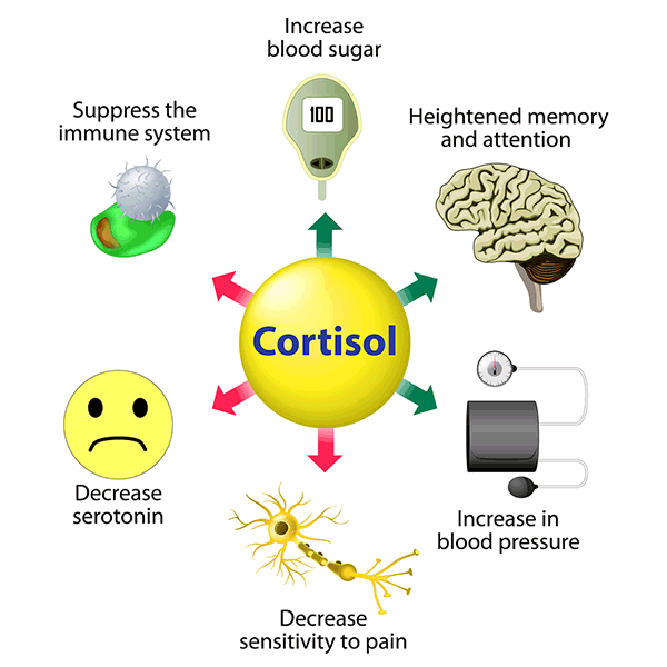 cortisol